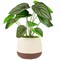 Northlight 10.25&#x22; Artificial Peperomia Plant in Two-Tone Ceramic Pot